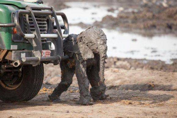 救助人员从泥坑里拽出来一个大泥球仔细看才知道这是什么