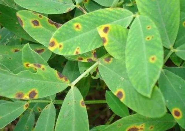 花生连作的四大危害了解了它们保证花生的品质和产量
