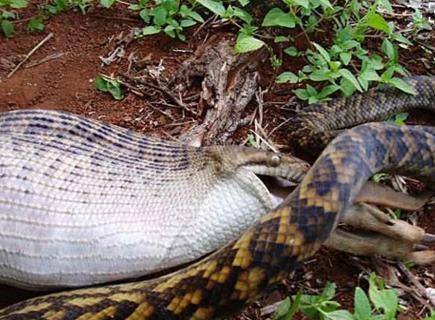 吃够了萌宠可爱的清淡菜,来点蟒蛇吞鹿的重口味你能接受么_手机搜狐网