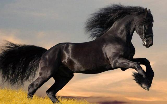 horse还是dark horse,两个意思不全一样!