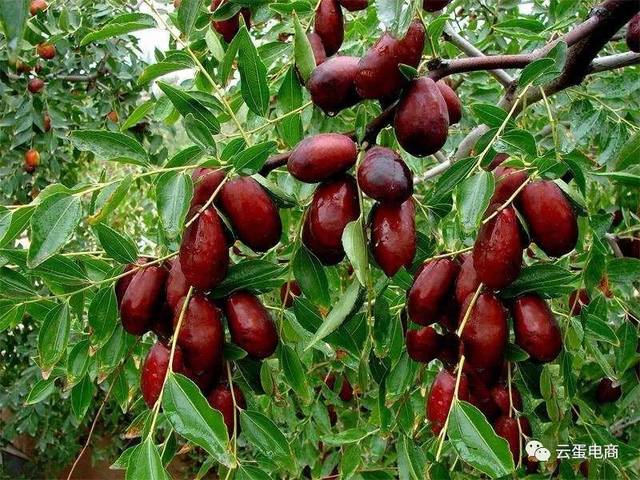 宁夏特色农产品专辑--银川篇