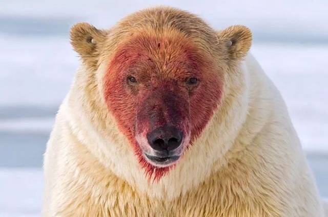 游客在加拿大景区被巨熊拖走 凌虐致死(附:野外与熊自保方法)