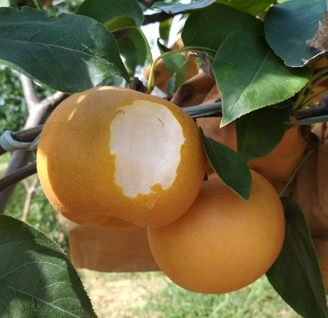 网红秋月梨,只要五分钟就会爱上它_手机搜狐网