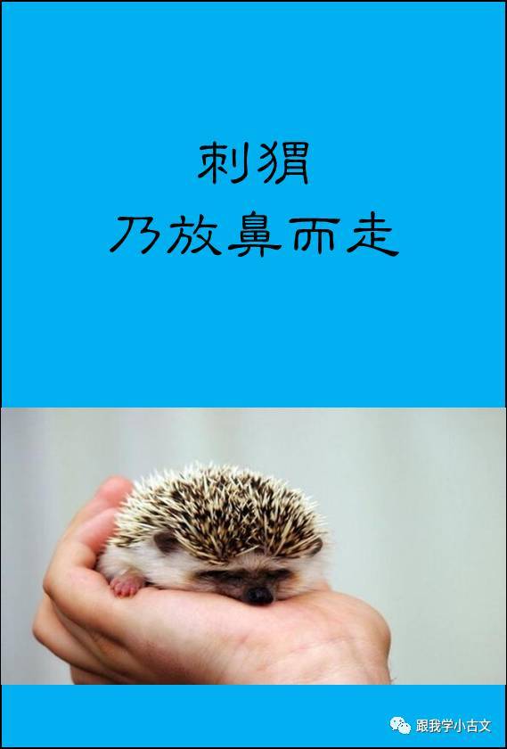 橡斗图片,橡斗,图片_大山谷图库