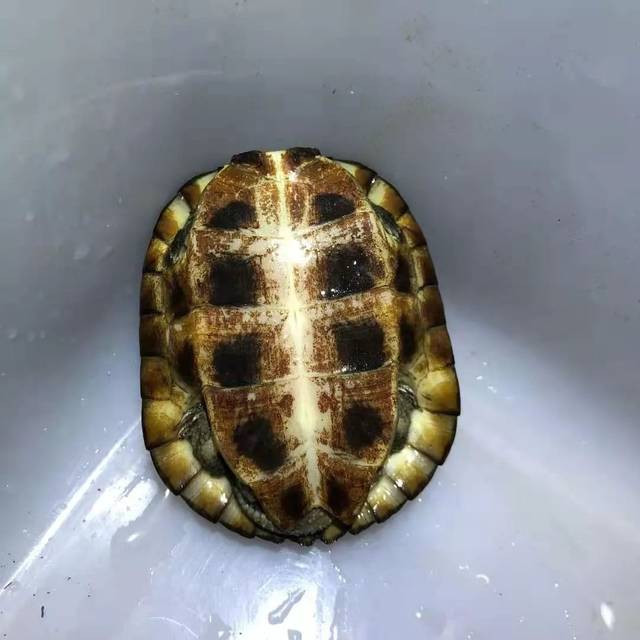 为什么许多人在追求水锈龟?