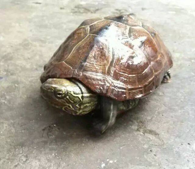 为什么许多人在追求水锈龟?