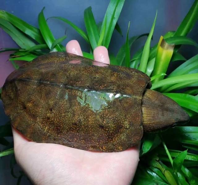 为什么许多人在追求水锈龟?