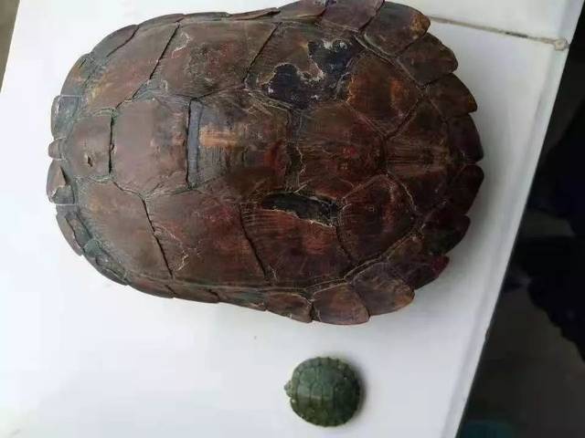 为什么许多人在追求水锈龟?