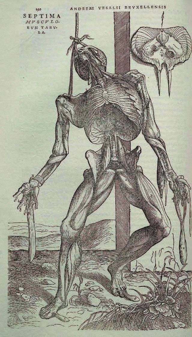 从杀人盗尸到大体老师解剖学的罪恶与救赎下