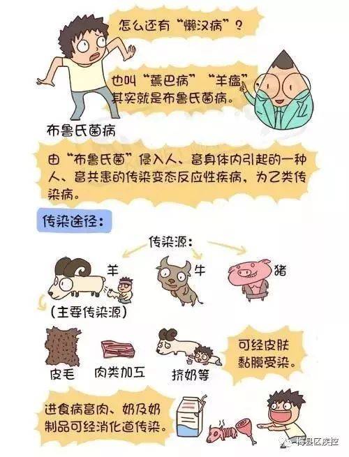 布鲁氏菌病防治知识