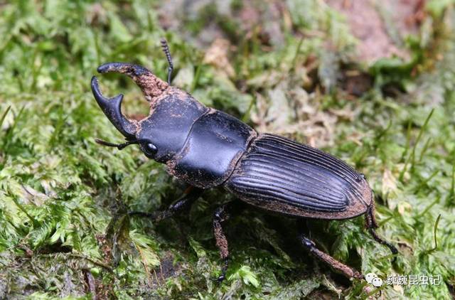 浙山蛩(qióng spirobolus walkeri,广泛分布于浙江江西一带,也是