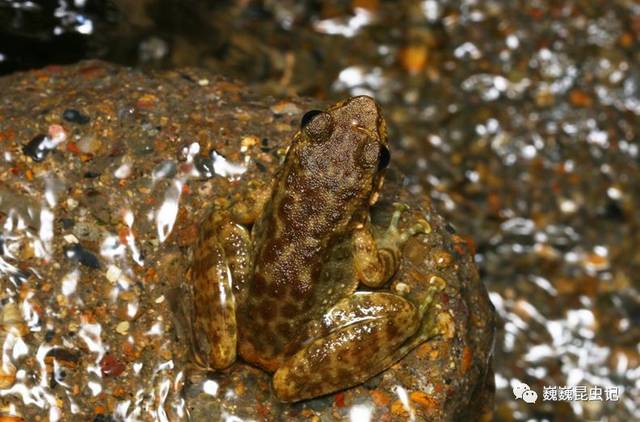 杆蟋螽的亲戚,同样强壮的日本优蟋螽 游走在石壁上面的一种链蛇,可能