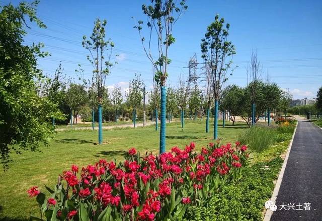 24万㎡向日葵花即将盛开!就在大兴这个公园!