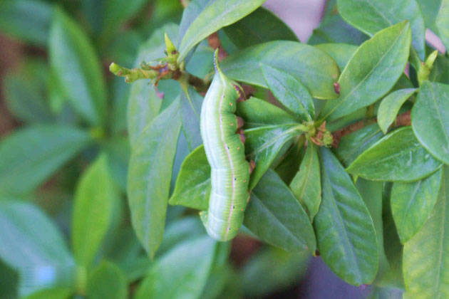 猪儿虫满满的儿时回忆如今走上餐桌成佳肴40元一斤难买到