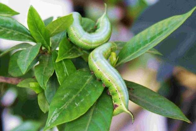 猪儿虫满满的儿时回忆如今走上餐桌成佳肴40元一斤难买到