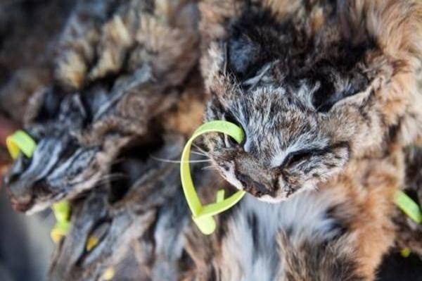 男子每天布置陷阱捕捉小猫咪,轻松无危险却能月赚数万!
