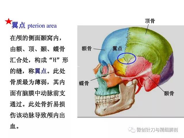 头颅正面解剖图图片