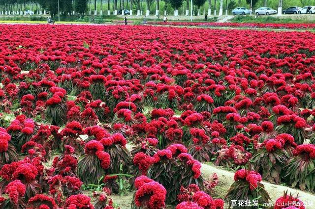 国庆草花品种推荐
