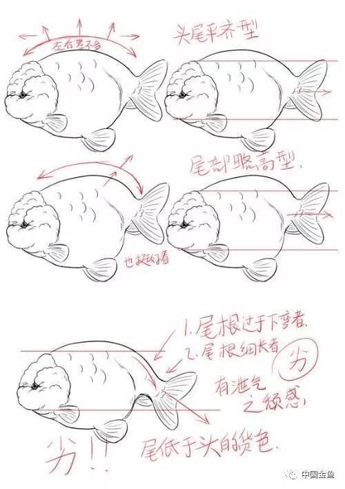 买金鱼最容易被忽视的关键点,建议收藏!