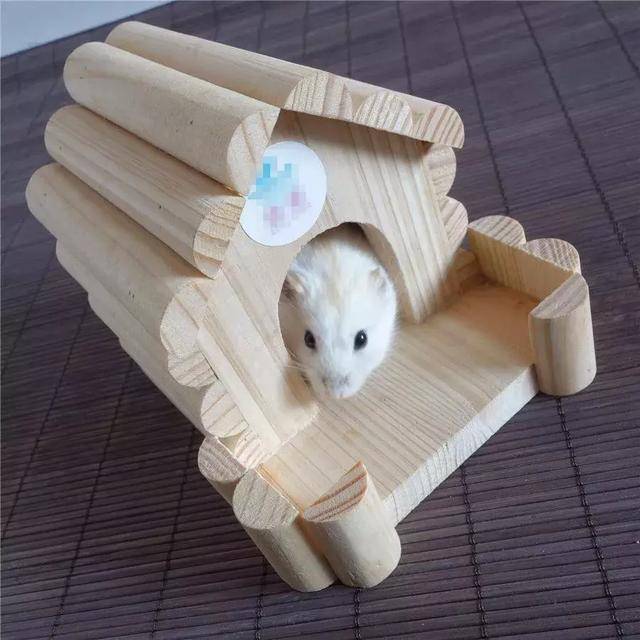 养仓第2步:一本正经的仓鼠饲养指南