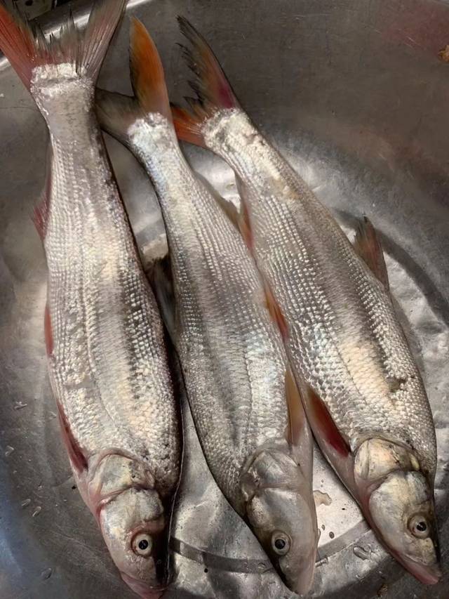 長江野魚魚頭湯鍋,石鍋清江魚,燒烤魚尾,多種烹飪手法讓您盡享魚之鮮