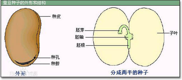 各种种子的内部结构图片