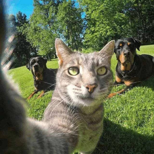 自拍猫后面图片