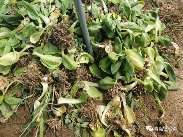 令人恐惧的"十字花科癌症"-根肿病,早学习早受益!