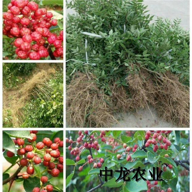 韩城花椒苗：一颗种子的春天希望