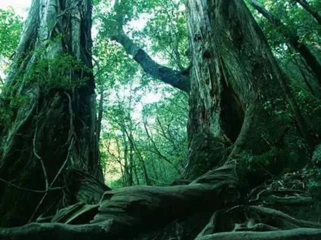 我的木头】屋久杉，埋藏于原野的千年巨树_搜狐网