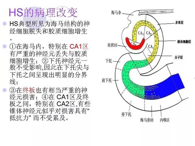 大鼠海马结构解剖图图片