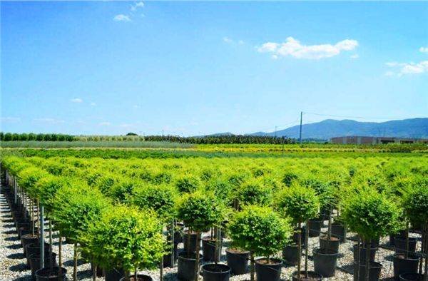 北方秋冬苗市行情预测,这几种苗木将逆势而行_手机搜狐网