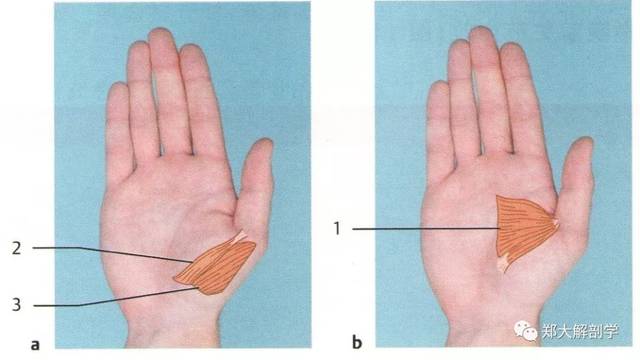 拇指关节和手指关节肌肉失衡
