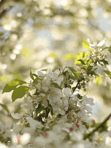 444_591竖版 竖屏gif 动态图 动图