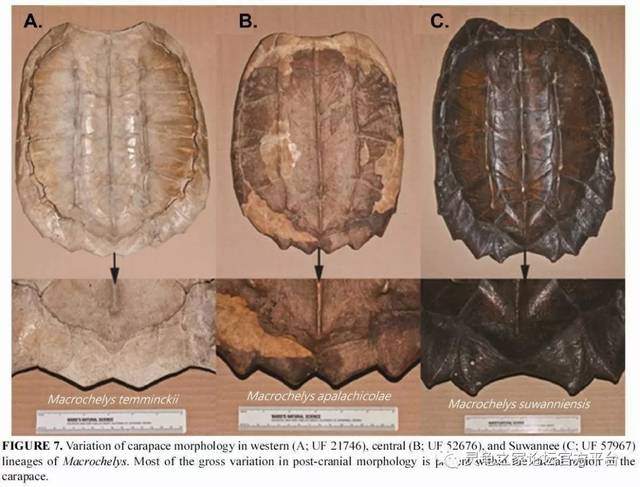 ②拟鳄龟属(chelydrta) 北美拟鳄龟 common snapping turtle chelydra