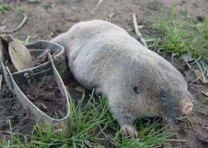 农村老人说农田里面有一种老鼠,一只可以卖几十块钱,为啥呢