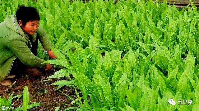 秋季油麥菜也可以生長,你知道種植技術嗎?