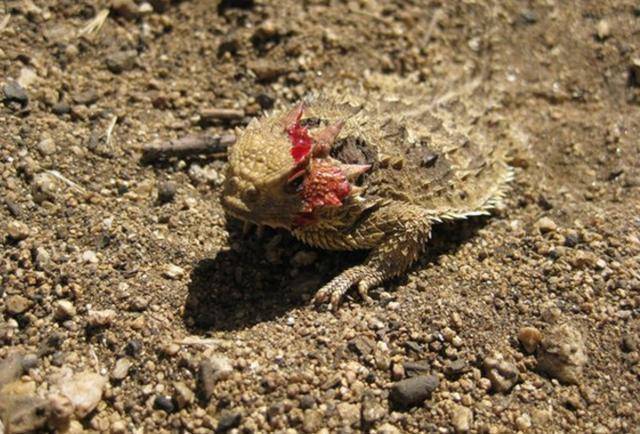 野外抓到奇特蜥蜴,刚上手就满是鲜血,眼睛也会喷血