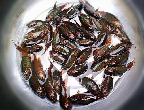 你们哪叫什么鱼?_手机搜狐网