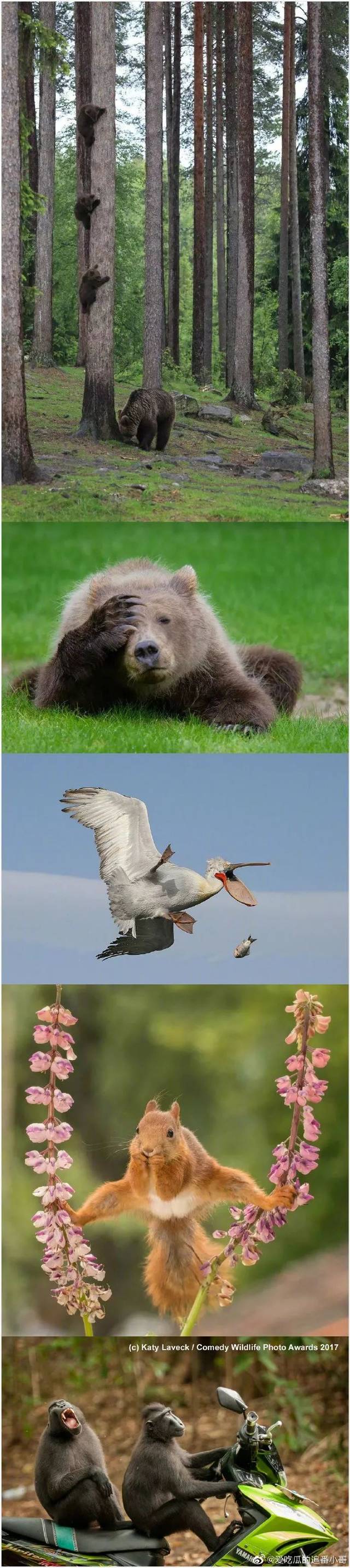 【冷兔趣聞】搞笑野生動物攝影