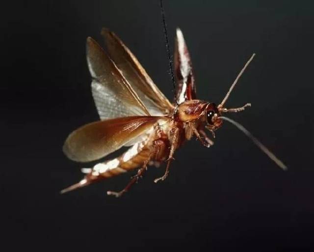 会飞的美洲大蠊目前最常见的灭蟑螂的方法是诱杀,其实这也是防蟑螂