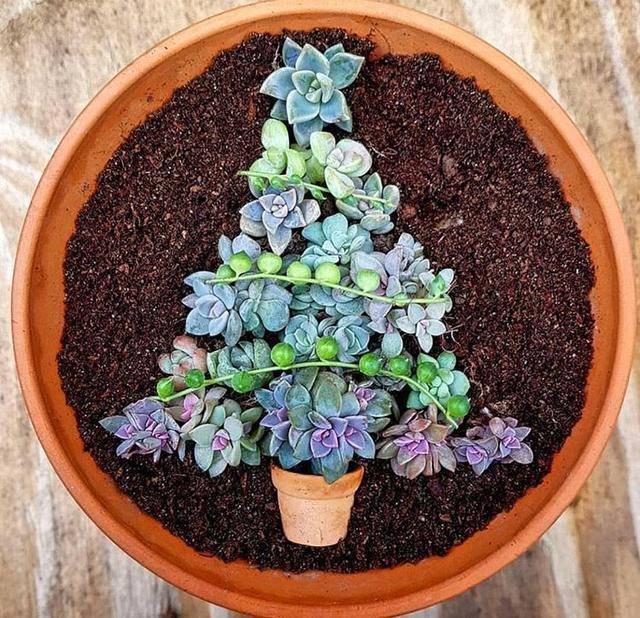 多肉盆里藏点"水苔",呼呼直冒大白根_手机搜狐网