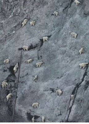 喜欢恋爱,对恋爱不厌烦的生肖女