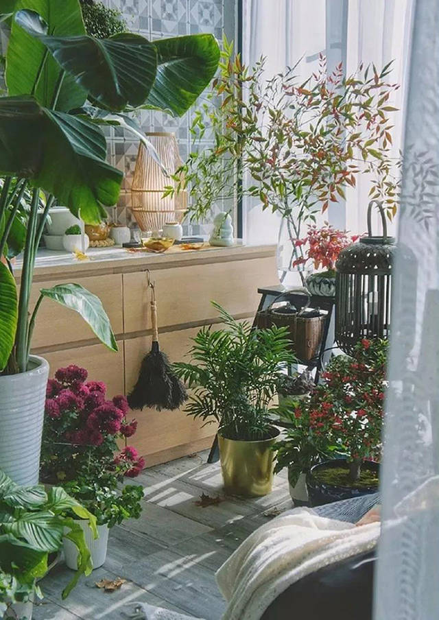 ins网红绿植别只挑琴叶榕了,明明还有很多!