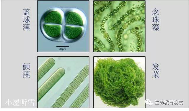 蓝藻形态图片