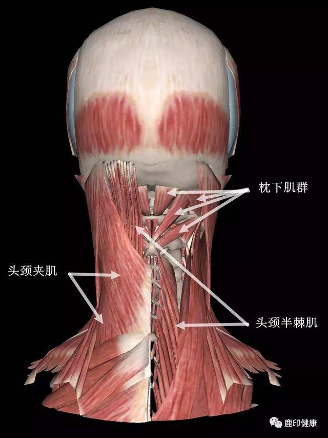也提示了,颈后的肌肉过紧,例如枕下的肌群,头项夹肌和头项半棘肌等