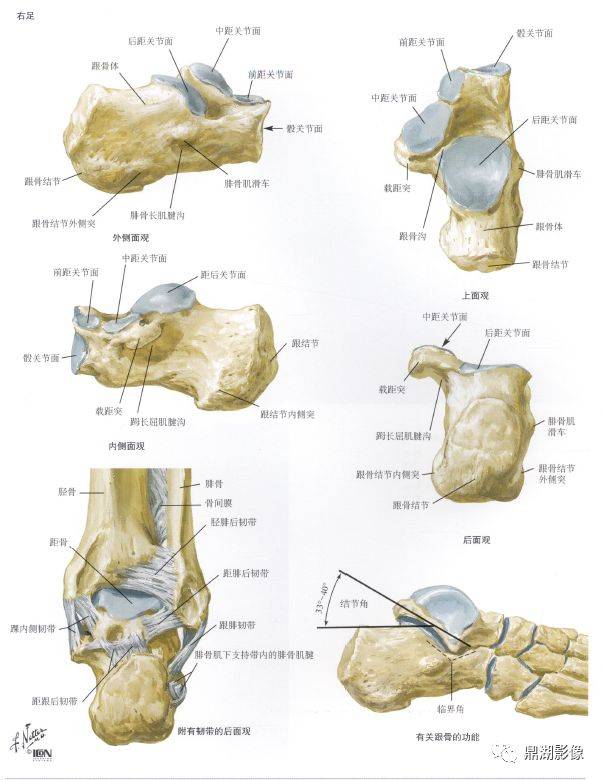跟骨解剖细节图谱 x线图片
