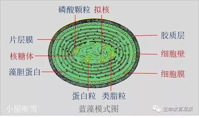 蓝藻结构模式图