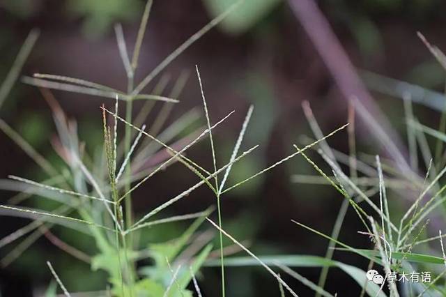 马唐,据说这是马的糖