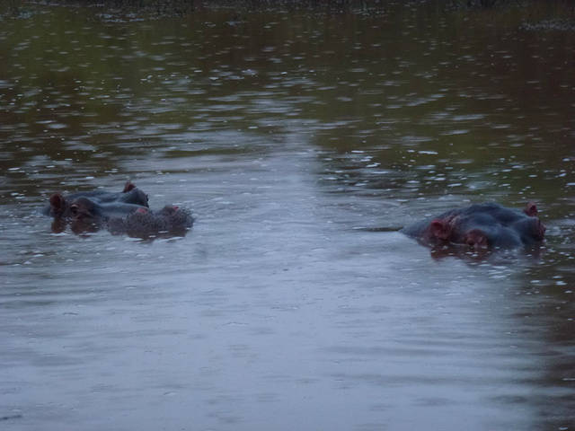 看透爱情患得患失的生肖女